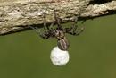 8180 Female Wolf Spider Spp with Eggs.